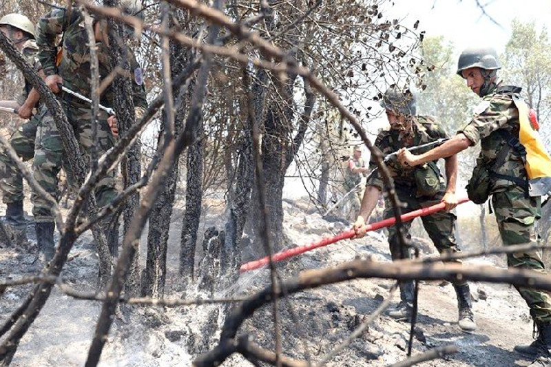 Des incendies déclarés au niveau de trois forêts à Larache