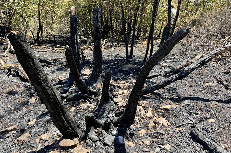 Incendie de forêt M’diq: l’OCI exprime sa solidarité avec le