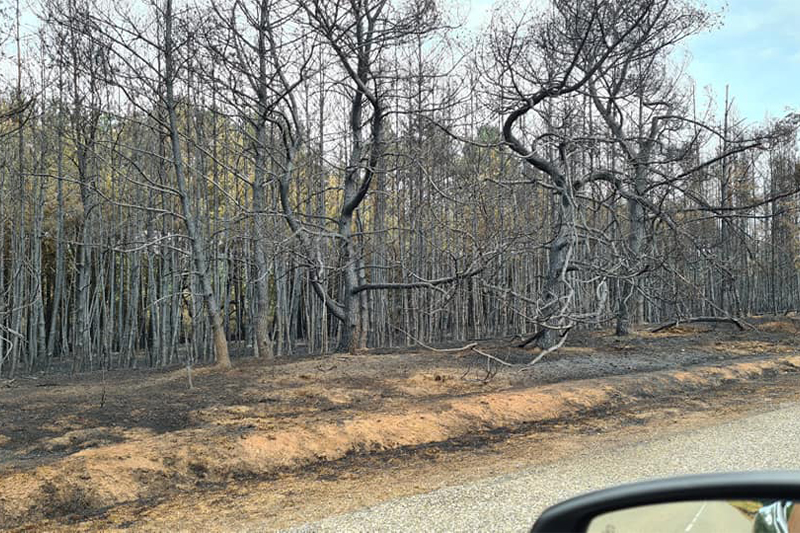 Les efforts se poursuivent pour circonscrire les incendies de M’diq Fnideq