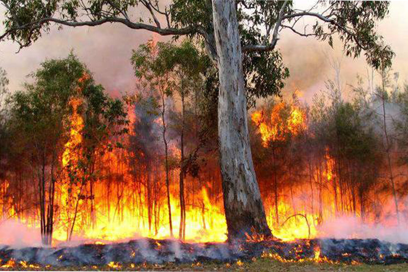 L’incendie de la forêt de M’diq Fnideq presque entièrement circonscrit