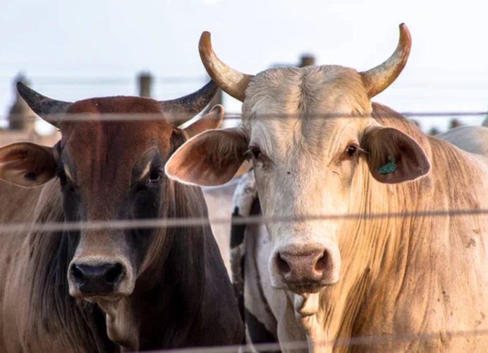 Port Jorf Lasfar: Importation de bovins du Brésil pour approvisionner le marché national