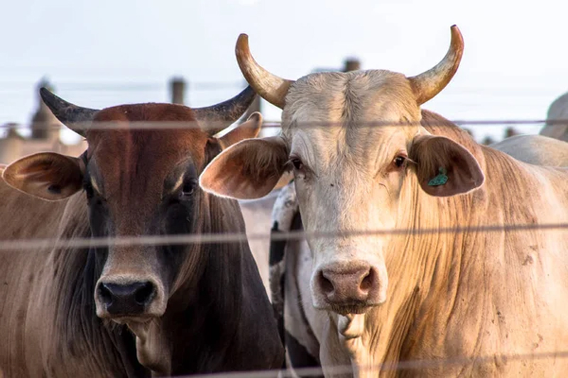 Port Jorf Lasfar: Importation de bovins du Brésil pour approvisionner le marché national