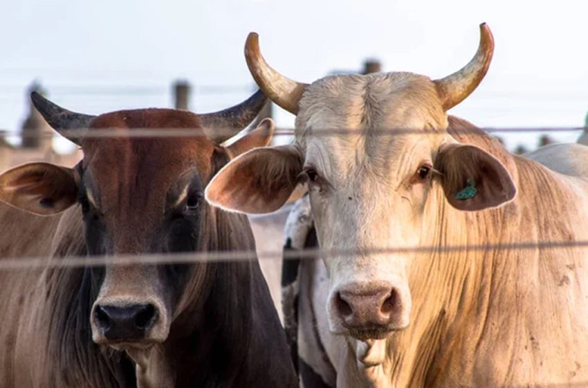  le ministre de l’Agriculture: Les bovins importés du Brésil figurent parmi les meilleures races commercialisées à l’échelle mondiale