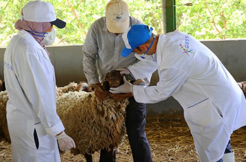 Ministère de l’Agriculture: l’état sanitaire du cheptel national est satisfaisant