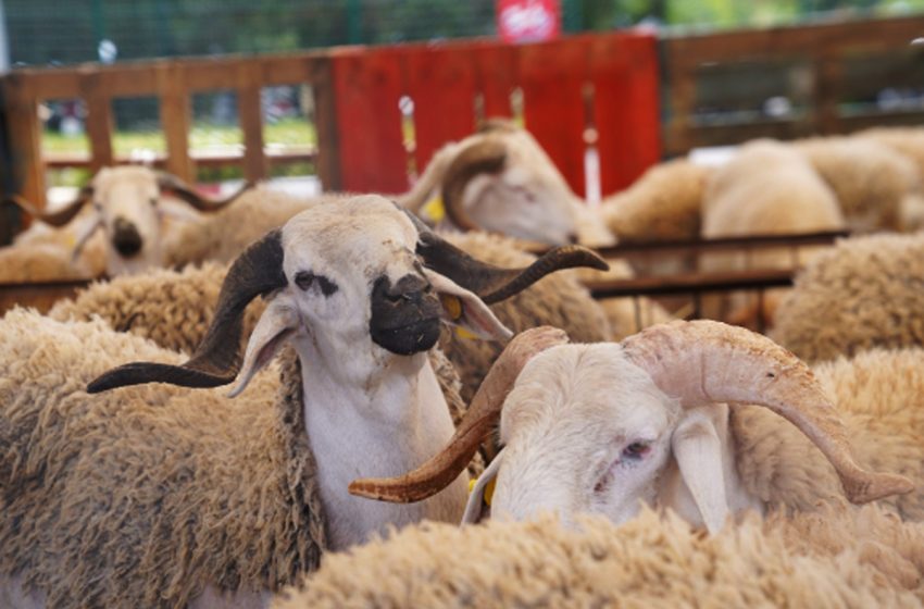 Aïd Al Adha: Plus de 36.200 têtes d’ovins et de