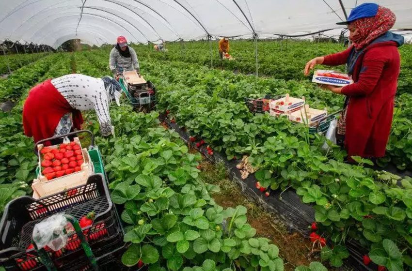  Huelva: 200 saisonnières marocaines formées à l’entrepreneuriat