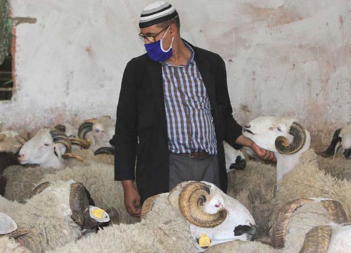Aïd Al-Adha : 5,8 millions de têtes d’ovins et de caprins identifiés