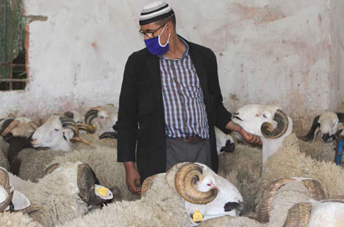Aïd Al-Adha : 5,8 millions de têtes d’ovins et de caprins identifiés