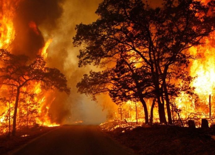 Afrique du Sud: un incendie de forêt ravage la province du Cap Nord