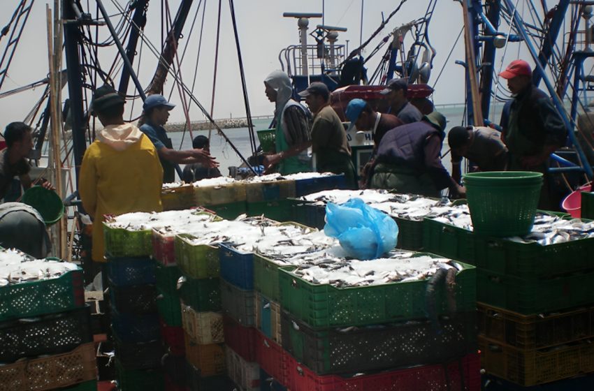  Ports situés sur la Méditerranée: Hausse de 13% des débarquements de pêche à fin février