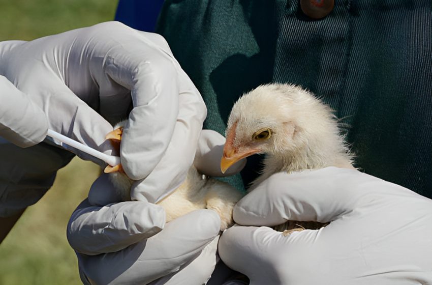 Grippe aviaire: le niveau de risque augmente en France, un