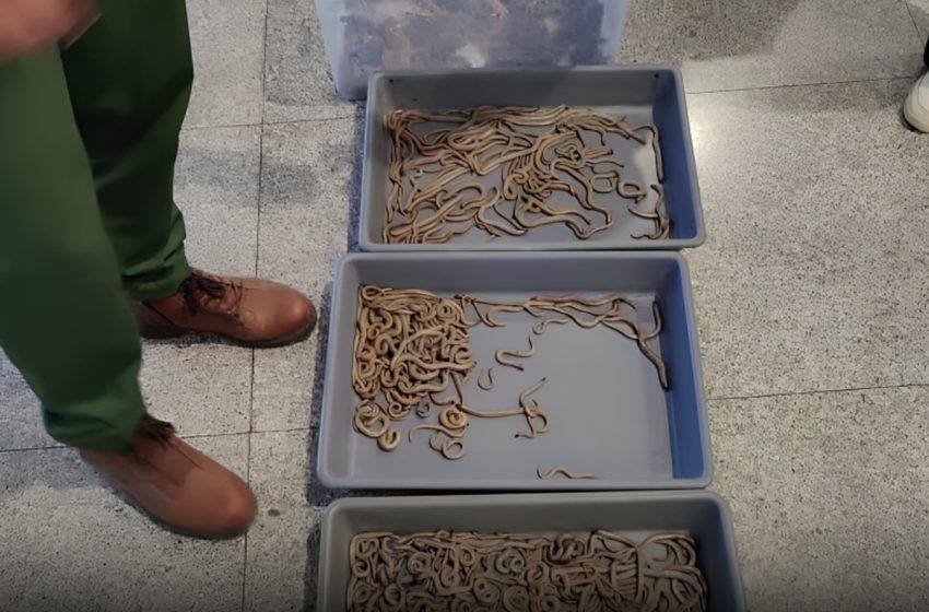  Aéroport Marrakech-Menara : interception d’un important lot de reptiles destinés à un trafic illégal