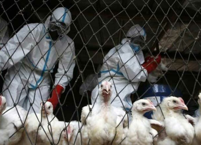 Niger : Une épizootie de grippe aviaire déclarée à Niamey