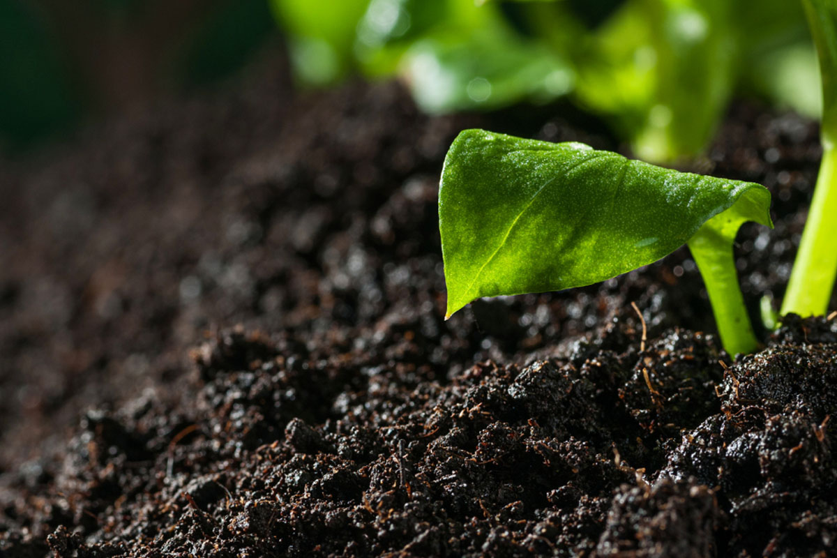 Le biochar, futur allié des agriculteurs marocains !