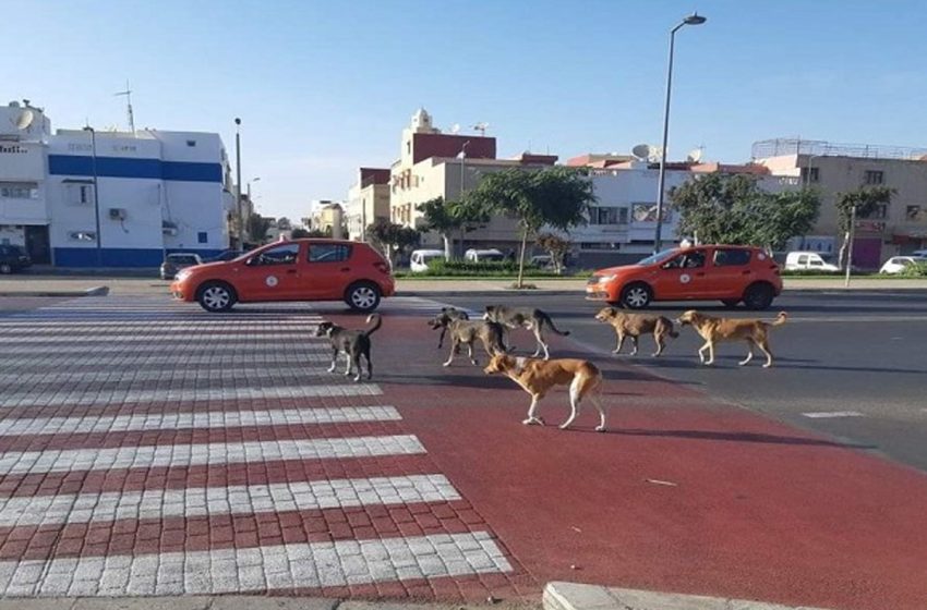 Au Maroc, vers une réduction durable du phénomène des chiens