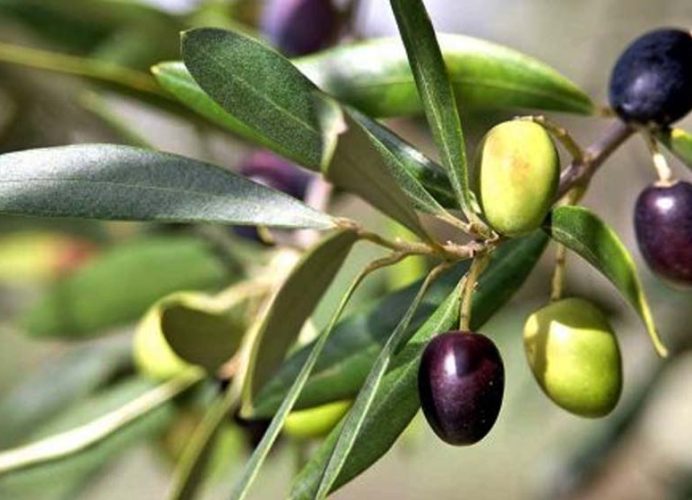 Taounate: une récolte des olives sous de bons auspices