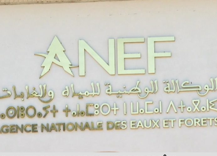 Protection de la faune sauvage: un vautour sauvé et relâché dans un site naturel approprié à Jerada (ANEF)