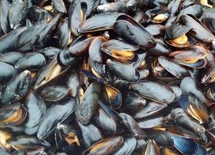 Dakhla : interdiction de la récolte et de la commercialisation des produits conchylicoles issus de Taourta-Oum Labouir