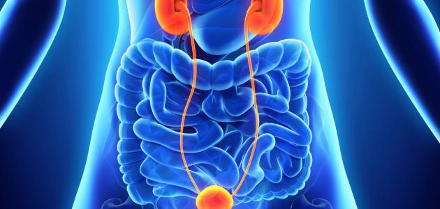 Le 7ème Congrès international d’oncologie génito-urinaire, le 31 janvier à