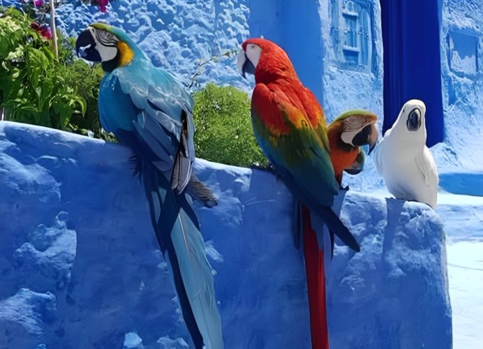 Régularisation de la situation des “perroquets de la place Outa El Hammam à Chefchaouen” (ANEF)