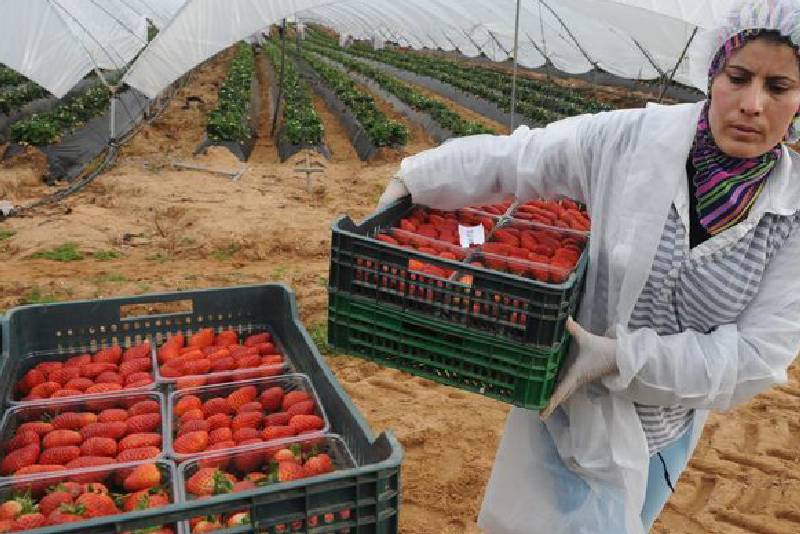Maroc : 100 M€ de la BAD pour la mise en œuvre du programme d’appui à l’agriculture solidaire inclusive des femmes et des jeunes