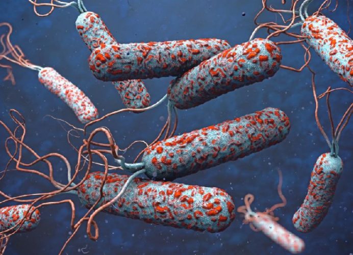Le Nigeria et l’OMS unissent leurs efforts pour endiguer la propagation du choléra