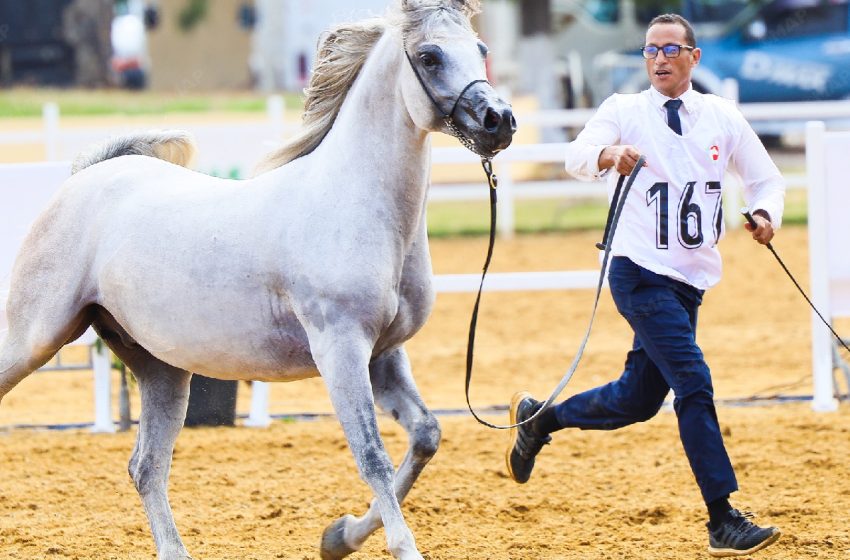 Coupe nationale des éleveurs de chevaux pur-sang arabe : « Nihad Bouznika » et « Dirwate Bouznika » remportent l’or