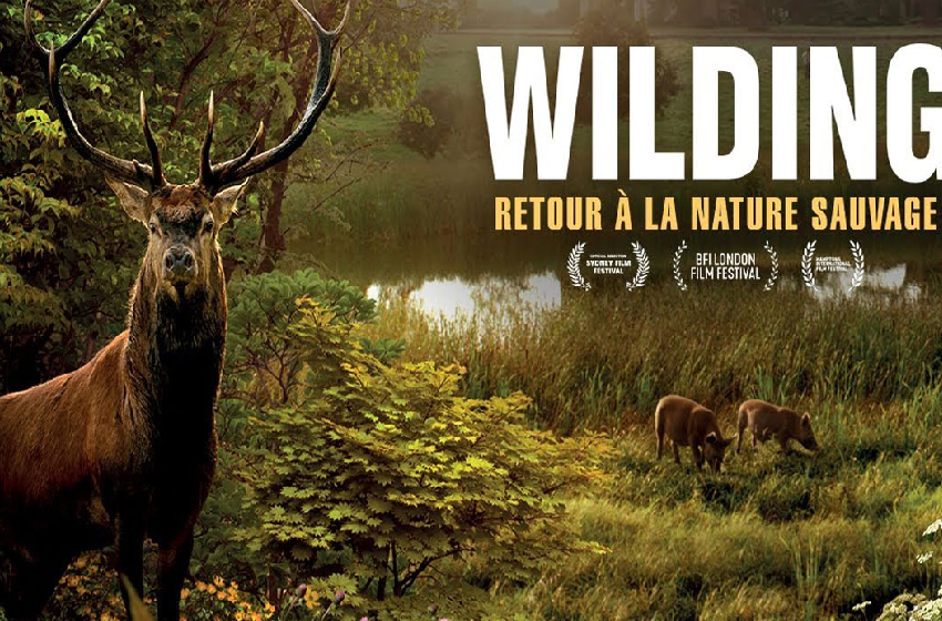 Chefchaouen: le film britannique “Wilding” décroche le Grand Prix du Festival international des films d’environnement