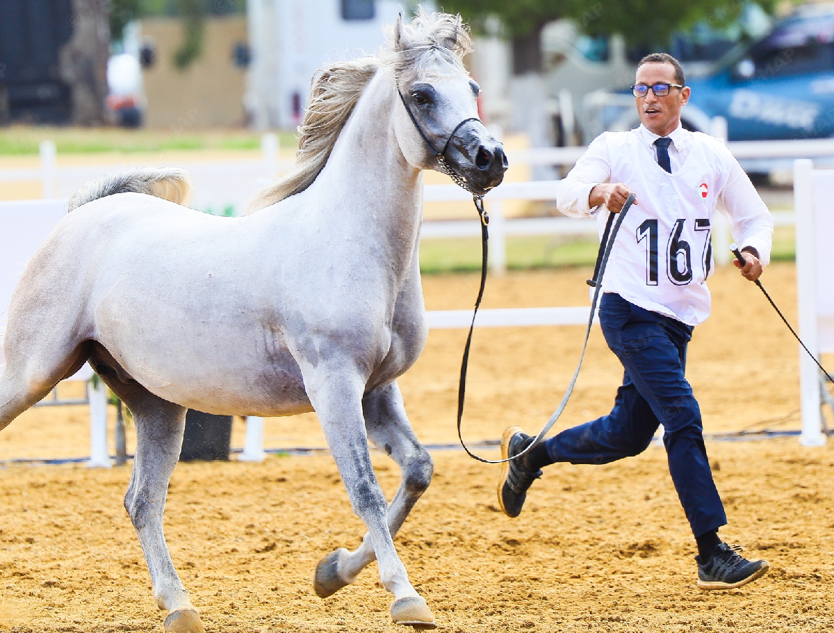 Concours officiel de l’Ecole Royale de Cavalerie (CSO3*): Ghali Boukaa remporte le GP de SM le Roi Mohammed VI de saut d’obstacles