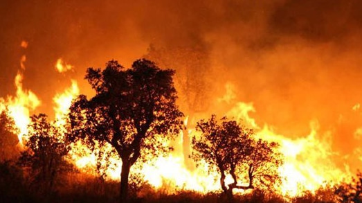 ارتفاع حصيلة ضحايا الحرائق في الجزائر