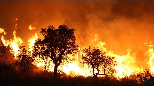 تونس.. 65 حريقا في يوم واحد