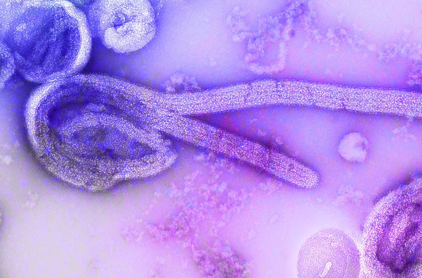  فيروس إيبولا يعود إلى الظهور في شرق جمهورية الكونغو الديموقراطية