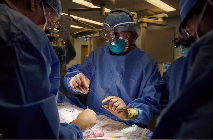  جراحون ينجحون في اختبار زرع كلية خنزير في مريضة من البشر