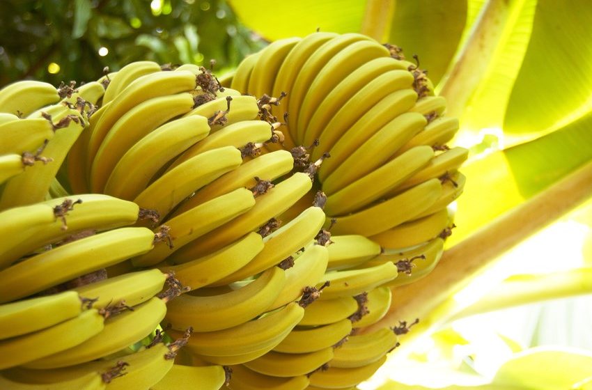  أونسا.. الموز المعروض في الأسواق الوطنية سليم