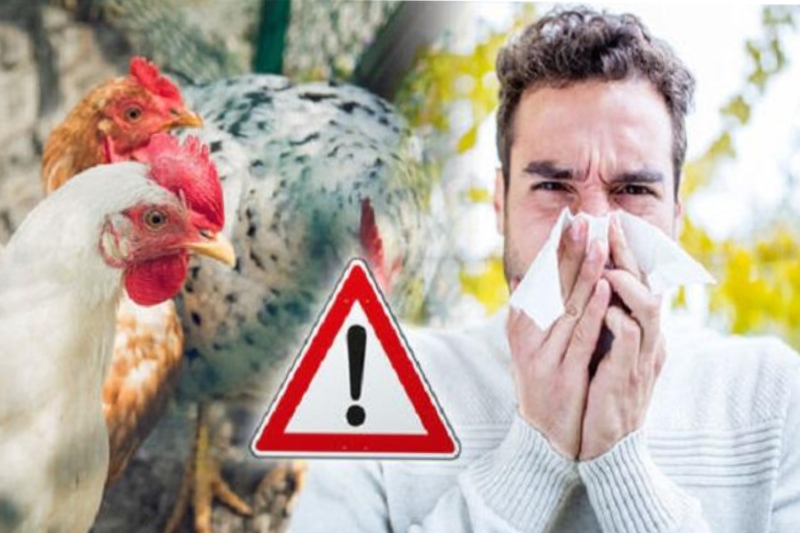  رصد سلالة مميتة من إنفلونزا الطيور بدولة ناميبيا