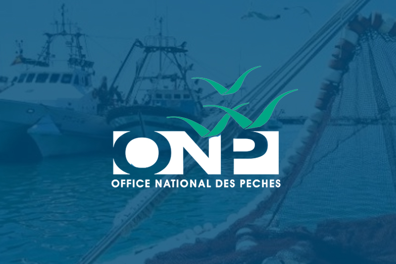 المكتب الوطني للصيد : ارتفاع قيمة المنتجات المسوقة بنسبة 36 في المائة