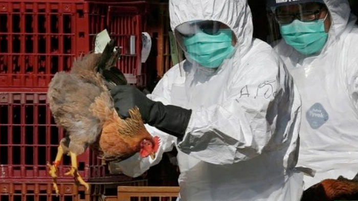  بوركينا فاسو: نفوق قرابة 500 ألف طير من الدواجن بسبب انفلونزا الطيور