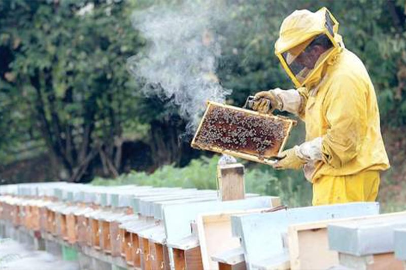  برنامج خاص لدعم المربين المتضررين من ظاهرة انهيار طوائف النحل