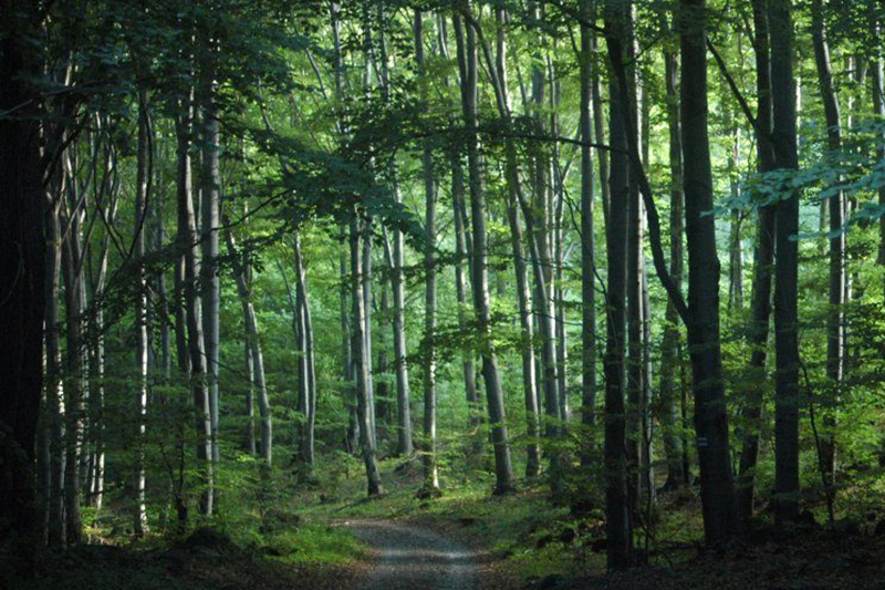 كوريا الجنوبية : سيول تحتضن المؤتمر العالمي للغابات
