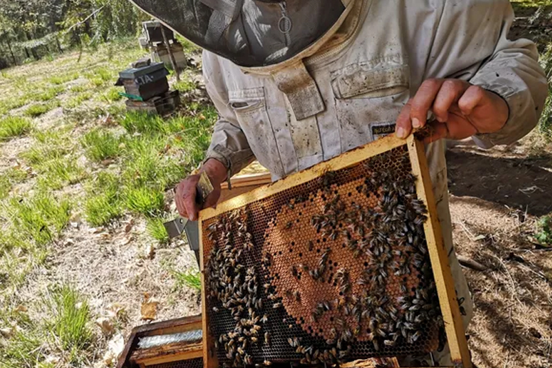  الإنتاج الوطني المغربي من العسل بلغ 7500 طن سنة 2021 (وزير)