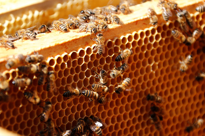إذا انقرض النحل هلك البشر .. التفسير الأدبي لاختفاء النحل