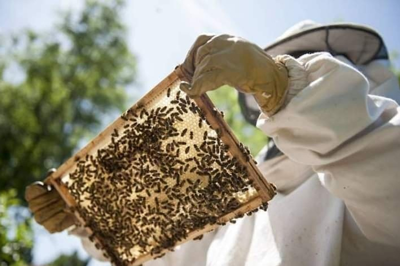  اختفاء خلايا النحل … الحالة الصحية و قلة التساقطات قد تكون وراء الاختفاء (أونسا)