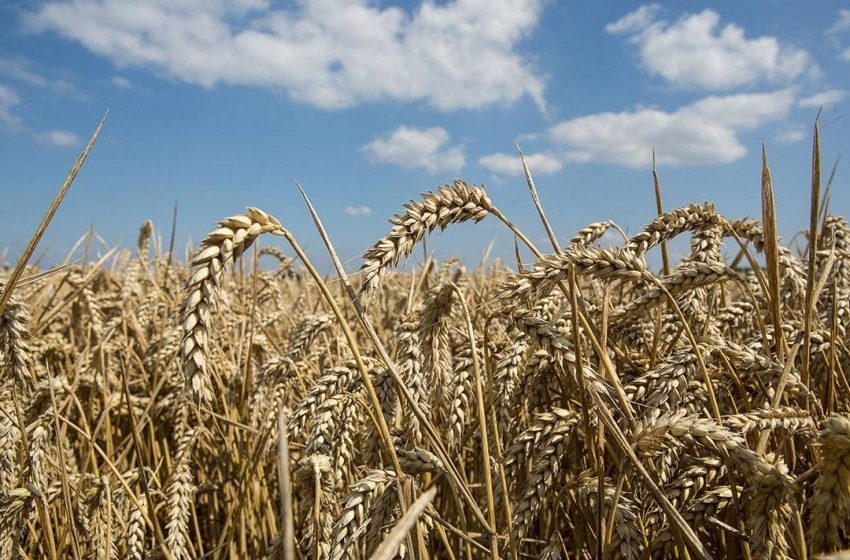  الولايات المتحدة.. انخفاض أسعار القمح والذرة وسط آمال في وقف الصراع في أوكرانيا