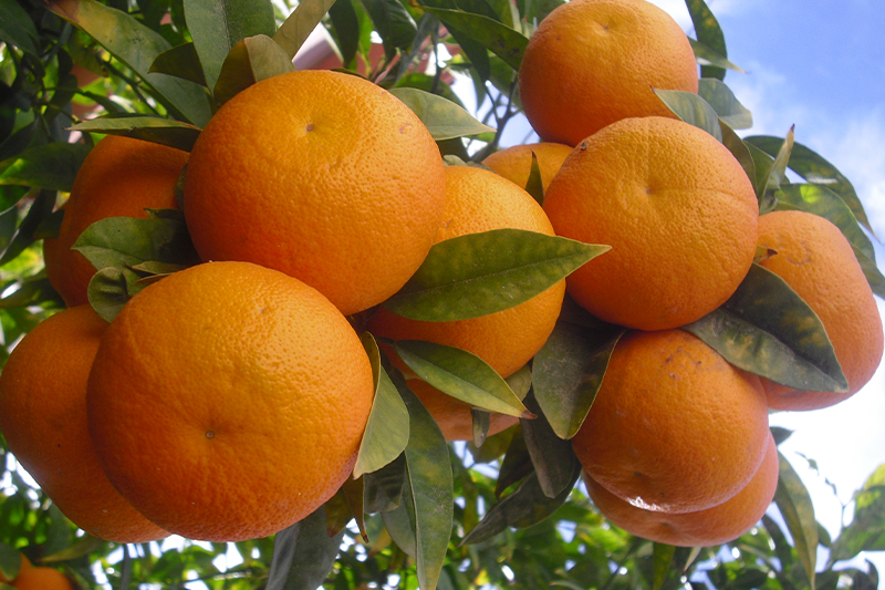 أونسا تؤكد أن البرتقال المصدر إلى هولندا سليم وخالي من