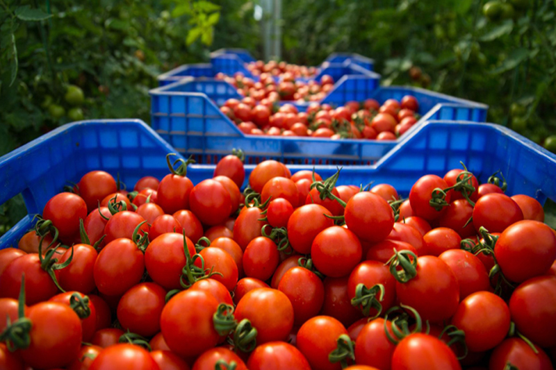  مصطفى بايتاس يؤكد أن الطماطم متوفر بشكل كاف في الأسواق المغربية