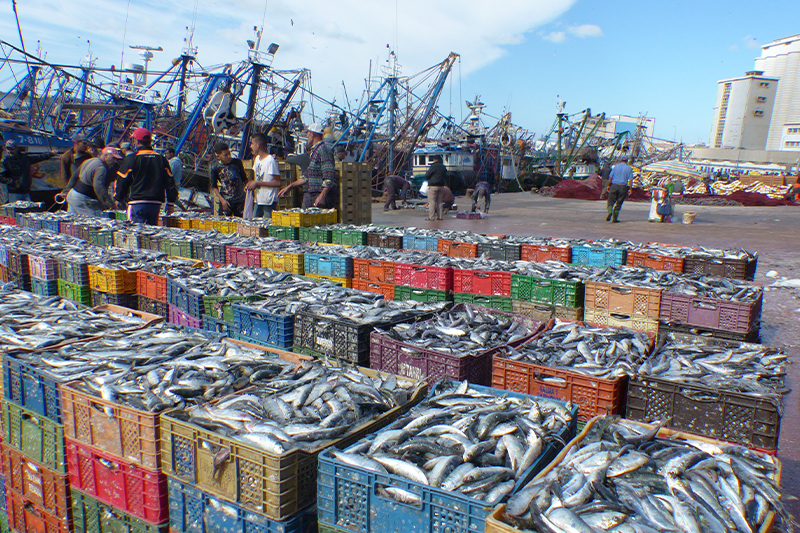  منتجات الصيد البحري تسجل ارتفاعا بقيمة 14 في المائة خلال الفصل الأول من عام 2022