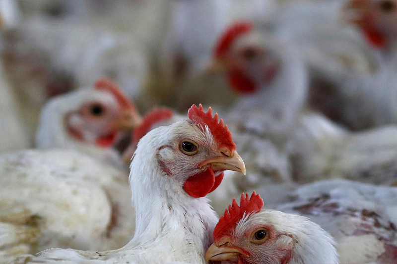  إبادة ملايين الطيور الداجنة في فرنسا بسبب وباء إنفلونزا الطيور