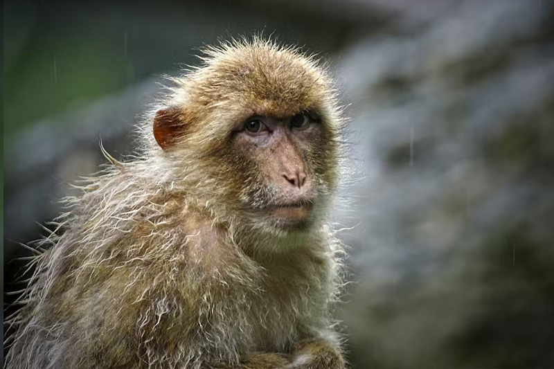 نيودلهي تسجل 5 حالات إصابة بجدرى القردة