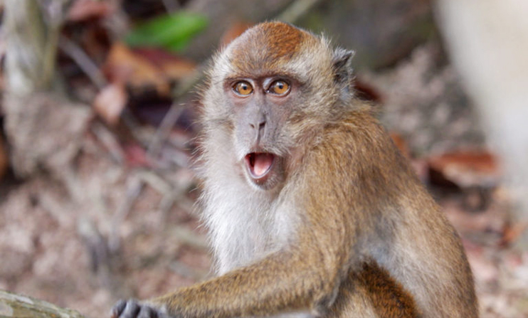  جدري القرود : سويسرا تعلن تسجيل أول إصابة