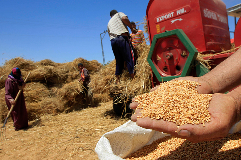 مخزون القمح .. الحكومة تؤكد توفر المغرب على الآليات اللازمة